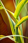 THE SALUTATION GARDEN, KENT: CLOSE UP PLANT PORTRAIT OF VARIEGATED GREEN, YELLOW LEAVES OF ARUNDO DONAX GOLDEN CHAIN. FOLIAGE, GRASSES, LATE, SUMMER
