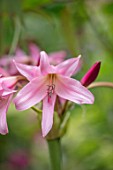THE SALUTATION GARDEN, KENT: CLOSE UP PLANT PORTRAIT OF PINK FLOWERS OF CRINUM X POWELLII. LATE, SUMMER, BULBS, BULBOUS, FLOWERING, BLOOMS, BLOOMING