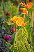 THE SALUTATION GARDEN, KENT: CLOSE UP PLANT PORTRAIT OF THE ORANGE FLOWERS OF CANNA BETHANY. BLOOMS, SUMMER, CANNA, BRIGHT, YELLOW, BRIGHT