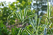 THE SALUTATION GARDEN, KENT: CLOSE UP PLANT PORTRAIT OF VARIEGATED GREEN, CREAM, WHITE LEAVES OF ARUNDO PEPPERMINT STICK. FOLIAGE, GRASSES, LATE, SUMMER