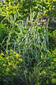 THE SALUTATION GARDEN, KENT: THE VARIEGATED GREEN, CREAM, WHITE LEAVES OF ARUNDO PEPPERMINT STICK. FOLIAGE, GRASSES, LATE, SUMMER