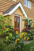 SWEETBRIAR, KENT: FRONT GARDEN. COTTAGE STYLE PLANTING - HELIANTHUS, SUNFLOWERS, CANNAS, POLYGONUM ORIENTALE. EXOTIC, TROPICAL, SUMMER, DOOR