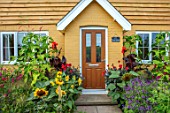 SWEETBRIAR, KENT: FRONT GARDEN. COTTAGE STYLE PLANTING - HELIANTHUS, SUNFLOWERS, COSMOS, CANNAS, POLYGONUM ORIENTALE. EXOTIC, TROPICAL, SUMMER, DOOR, PATH