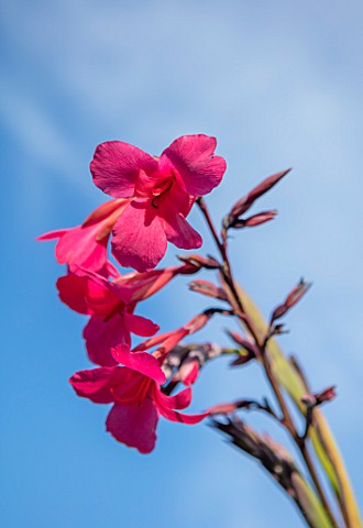 SWEETBRIAR_KENT_CLOSE_UP_PLANT_POIRTRAIT_OF_THE_PINK_FLOWERS_OF_CANNA_X_EHEMANNII_FLOWERING_BRIGHT_P