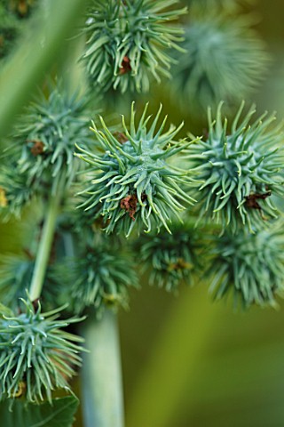 SWEETBRIAR_KENT_CLOSE_UP_PLANT_PORTRAIT_OF_THE_GREEN_FRUITS_OF_A_CASTER_OIL_PLANT__RICINUS_COMMUNIS_