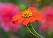 SWEETBRIAR, KENT: CLOSE UP PLANT PORTRAIT OF THE RED, ORANGE, YELLOW  FLOWER OF TITHONIA ROTUNDIFOLIA TORCH. TROPICAL, EXOTIC, SUMMER, ANNUALS, VIVID, HOT