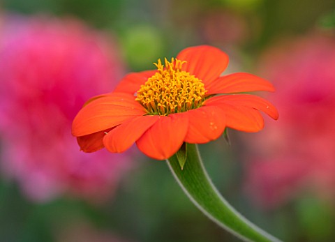 SWEETBRIAR_KENT_CLOSE_UP_PLANT_PORTRAIT_OF_THE_RED_ORANGE_YELLOW__FLOWER_OF_TITHONIA_ROTUNDIFOLIA_TO