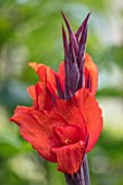 SWEETBRIAR, KENT: CLOSE UP PLANT PORTRAIT OF THE RED, ORANGE FLOWER OF CANNA RED VELVET. TROPICAL, EXOTIC, SUMMER, RHIZOMES, BULBS