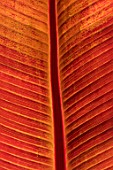 SWEETBRIAR, KENT: CLOSE UP PLANT PORTRAIT OF THE RED LEAF OF ENSETE VENTRICOSUM MAURELII. LEAVES, FOLIAGE, TROPICAL, EXOTIC, SUMMER. PATTERNS, TEXTURES, ABSTRACT