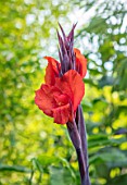 SWEETBRIAR, KENT: CLOSE UP PLANT PORTRAIT OF THE RED, ORANGE FLOWER OF CANNA RED VELVET. TROPICAL, EXOTIC, SUMMER, RHIZOMES, BULBS