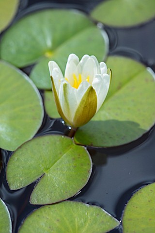 PRIVATE_GARDEN_SURREY_DESIGNER_ANTHONY_PAUL_CLOSE_UP_PLANT_PORTRAIT_OF_WHITE_WATERLILY_IN_POND_NYMPH