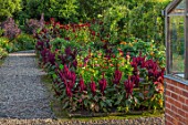 MORTON HALL GARDENS, WORCESTERSHIRE: KITCHEN GARDEN IN LATE SUMMER. BEDS WITH AMARANTHUS, ZINNIA. WALL, WALLED, COUNTRY, HOUSE, CLASSIC, VEGETABLE, DAHLIAS, DARK, RED
