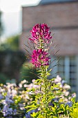 MORTON HALL, WORCESTERSHIRE: CLOSE UP PLANT PORTRAIT OF THE PINK, PURPLE FLOWERS OF CLEOME SPINOSA VIOLET QUEEN. SUMMER, FLOWERING, ANNUALS