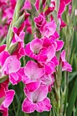 PARHAM, SUSSEX: CLOSE UP PLANT PORTRAIT OF THE PINK FLOWERS OF GLADIOLUS INVITATIE. BULBS, BULBOUS, SUMMER. LATE, SEPTEMBER, GLADIOLI