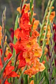 PARHAM, SUSSEX: CLOSE UP PLANT PORTRAIT OF THE PEACH AND ORANGE FLOWERS OF GLADIOLUS PECHE MELBA AND TRADERHORN. BULBS, BULBOUS, SUMMER. LATE, SEPTEMBER, GLADIOLI