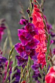 PARHAM, SUSSEX: CLOSE UP PLANT PORTRAIT OF THE PURPLE AND RED FLOWERS OF GLADIOLUS VELVET EYES AND AFTERSHOCK. BULBS, BULBOUS, SUMMER. LATE, SEPTEMBER, GLADIOLI