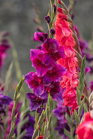 PARHAM_SUSSEX_CLOSE_UP_PLANT_PORTRAIT_OF_THE_PURPLE_AND_RED_FLOWERS_OF_GLADIOLUS_VELVET_EYES_AND_AFT