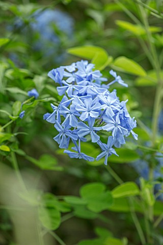 PARHAM_SUSSEX_CLOSE_UP_PLANT_PORTRAIT_OF_THE_LIGHT_PALE_BLUE_FLOWER_OF_PLUMBAGO_AURICULATA_CRYSTAL_W