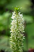 MORTON HALL, WORCESTERSHIRE: CLOSE UP PLANT PORTRAIT OF THE CREAM, WHITE, FLOWERS OF EUCOMIS AUTUMNALIS, EXOTIC, TROPICAL, PINEAPPLE, FLOWERING, GREEN