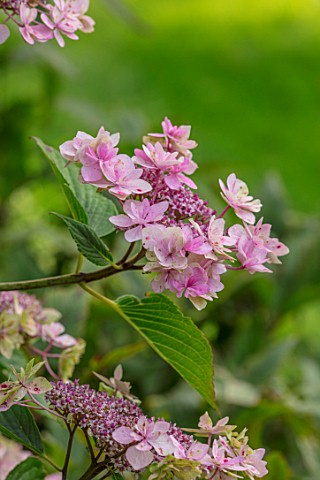 MORTON_HALL_WORCESTERSHIRE_CLOSE_UP_PLANT_PORTRAIT_OF_THE_PINK_FLOWERS_OF_HYDRANGEA_MACROPHYLLA_SHAD