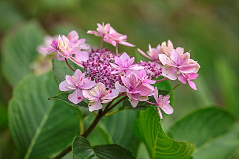 MORTON_HALL_WORCESTERSHIRE_CLOSE_UP_PLANT_PORTRAIT_OF_THE_PINK_FLOWERS_OF_HYDRANGEA_MACROPHYLLA_SHAD