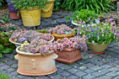 PETTIFERS, OXFORDSHIRE: PATIO, TERRACE, PAVED, CONTAINERS, PLANTED WITH SUCCULENTS. ENGLISH, COUNTRY, GARDEN, AUTUMN, TERRACOTTA, PLANTERS