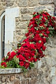 LEEDS CASTLE, KENT: RED ROSES ON WALL