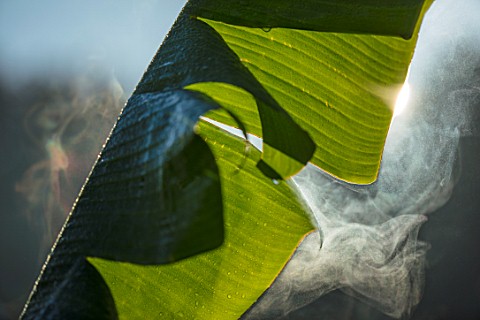 CLOSE_UP_PLANT_PORTRAIT_OF_THE_BANANA_LEAVES_IN_EARLY_MORNING_WITH_MIST_RISING_OFF_SURFACE_EARLY_MOR