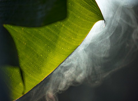 CLOSE_UP_PLANT_PORTRAIT_OF_THE_BANANA_LEAVES_IN_EARLY_MORNING_WITH_MIST_RISING_OFF_SURFACE_EARLY_MOR