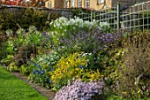BOURTON HOUSE GARDEN, GLOUCESTERSHIRE: AUTUMN BORDER IN SEPTEMBER. LAWN, ASTERS, NICOTIANA, HERBACEOUS, LATE SUMMER, ENGLISH, COUNTRY, GARDEN