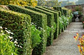 BOURTON HOUSE GARDEN, GLOUCESTERSHIRE: GRAVEL PATH, CLIPPED PRIVET TOPIARY AGINST WALL, CONTAINERS WITH WHITE ARGYRANTHEMUMS. EVERGREEN, FORMAL, ENGLISH, COUNTRY, GARDEN