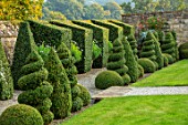 BOURTON HOUSE GARDEN, GLOUCESTERSHIRE: GRAVEL PATH, CLIPPED BOX, PRIVET TOPIARY AGINST WALL, CONTAINERS WITH WHITE ARGYRANTHEMUMS. EVERGREEN, FORMAL, ENGLISH, LAWN, CONES, GREEN