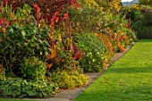 BOURTON HOUSE GARDEN, GLOUCESTERSHIRE: LAWN, BORDER WITH CANNA DURBAN, AUTUMN, FALL, SEPTEMBER, ENGLISH, HERBACEOUS, LATE, SUMMER, CLASSIC, ENGLISH