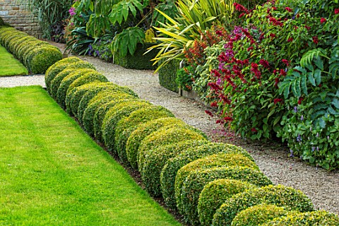 BOURTON_HOUSE_GARDEN_GLOUCESTERSHIRE_LAWN_GRAVEL_PATH_CLIPPED_TOPIARY_BOX_HEDGES_HEDGING_LOW_TROPICA
