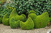 BOURTON HOUSE GARDEN, GLOUCESTERSHIRE: GRAVEL PATH, CLIPPED TOPIARY BOX HENS AND CHICKENS. EVERGREENS, FORMAL, GREEN, HEDGES, HEDGING, SHAPES, SHAPED, QUIRKY, BIRDS