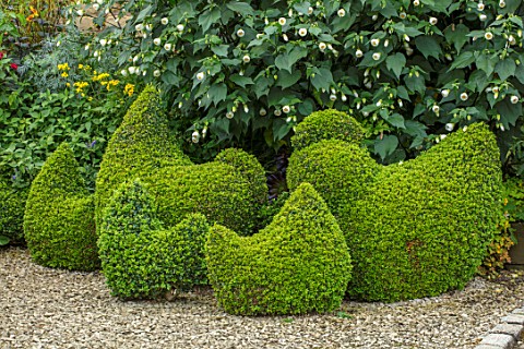 BOURTON_HOUSE_GARDEN_GLOUCESTERSHIRE_GRAVEL_PATH_CLIPPED_TOPIARY_BOX_HENS_AND_CHICKENS_EVERGREENS_FO