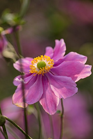 BOURTON_HOUSE_GARDEN_GLOUCESTERSHIRE_CLOSE_UP_PLANT_PORTRAIT_OF_PINK_FLOWER_OF_JAPANESE_ANEMONE_X_HY