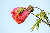 BOURTON HOUSE GARDEN, GLOUCESTERSHIRE: CLOSE UP PLANT PORTRAIT OF ORANGE FLOWER OF ABUTILON ORANGE GLOW, LATE, FLOWERING, PERENNIALS, FLOWERS, FALL