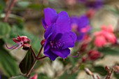 BOURTON HOUSE GARDEN, GLOUCESTERSHIRE: CLOSE UP PLANT PORTRAIT OF PURPLE FLOWERS OF TIBOUCHINA URVILLEANA, LATE, FLOWERING, PERENNIALS, FLOWERS, FALL, BLOOMS