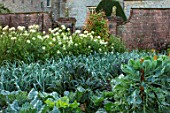 FORDE ABBEY, SOMERSET: THE VEGETABLE GARDEN, POTAGER. WHITE CLEOMES, SPIDER PLANT, CABBAGES, LEEKS, ROWS, OCTOBER, AUTUMN, VEGETABLES