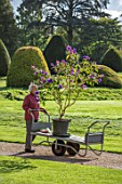 FORDE ABBEY, SOMERSET: CHARLOTTE ROPER PUSHING A TROLLEY WITH TIBOUCHINA URVILLEANA ALONG GRAVEL PATH. FLOWERS, FLOWERING, OCTOBER, AUTUMN