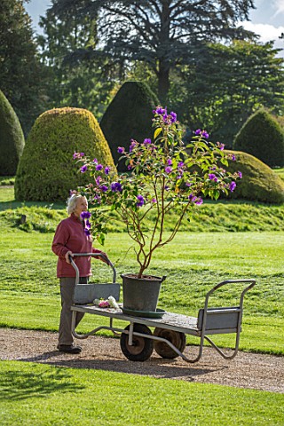 FORDE_ABBEY_SOMERSET_CHARLOTTE_ROPER_PUSHING_A_TROLLEY_WITH_TIBOUCHINA_URVILLEANA_ALONG_GRAVEL_PATH_