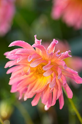 FORDE_ABBEY_SOMERSET_CLOSE_UP_PLANT_PORTRAIT_OF_THE_PINK_YELLOW_FLOWERS_OF_DAHLIA_BABY_ROYAL_FLOWERI