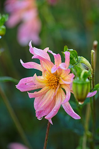 FORDE_ABBEY_SOMERSET_CLOSE_UP_PLANT_PORTRAIT_OF_THE_PINK_YELLOW_FLOWERS_OF_DAHLIA_BABY_ROYAL_FLOWERI