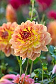 FORDE ABBEY, SOMERSET: CLOSE UP PLANT PORTRAIT OF THE YELLOW, ORNAGE FLOWERS OF DAHLIA. FLOWERING, OCTOBER, AUTUMN, ANNUALS, FALL, PERENNIALS