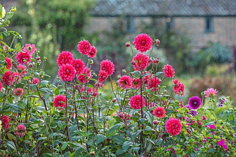 FORDE_ABBEY_SOMERSET_THE_RED_FLOWERS_OF_DAHLIA_CHERRY_WINE_IN_THE_VEGETABLE_GARDEN_POTAGER_FLOWERING