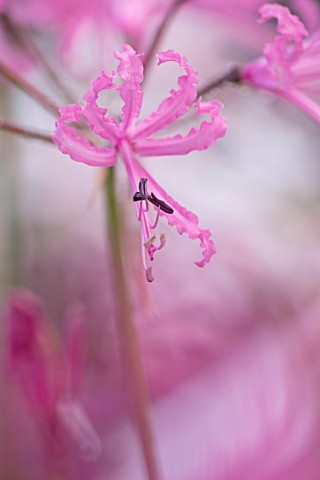 FORDE_ABBEY_SOMERSET_CLOSE_UP_PLANT_PORTRAIT_OF_THE_PINK_FLOWERS_OF_NERINE_BOWDENII_QUINTON_WELLS_FL