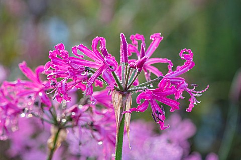 FORDE_ABBEY_SOMERSET_CLOSE_UP_PLANT_PORTRAIT_OF_THE_PINK_FLOWERS_OF_NERINE_BOWDENII_ISABEL_FLOWERING