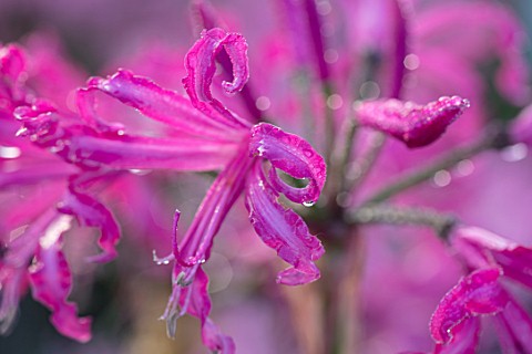 FORDE_ABBEY_SOMERSET_CLOSE_UP_PLANT_PORTRAIT_OF_THE_PINK_FLOWERS_OF_NERINE_BOWDENII_ISABEL_FLOWERING
