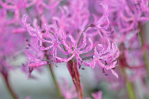 FORDE_ABBEY_SOMERSET_CLOSE_UP_PLANT_PORTRAIT_OF_THE_PINK_FLOWERS_OF_NERINE_BOWDENII_UNDULATA_FLOWERI